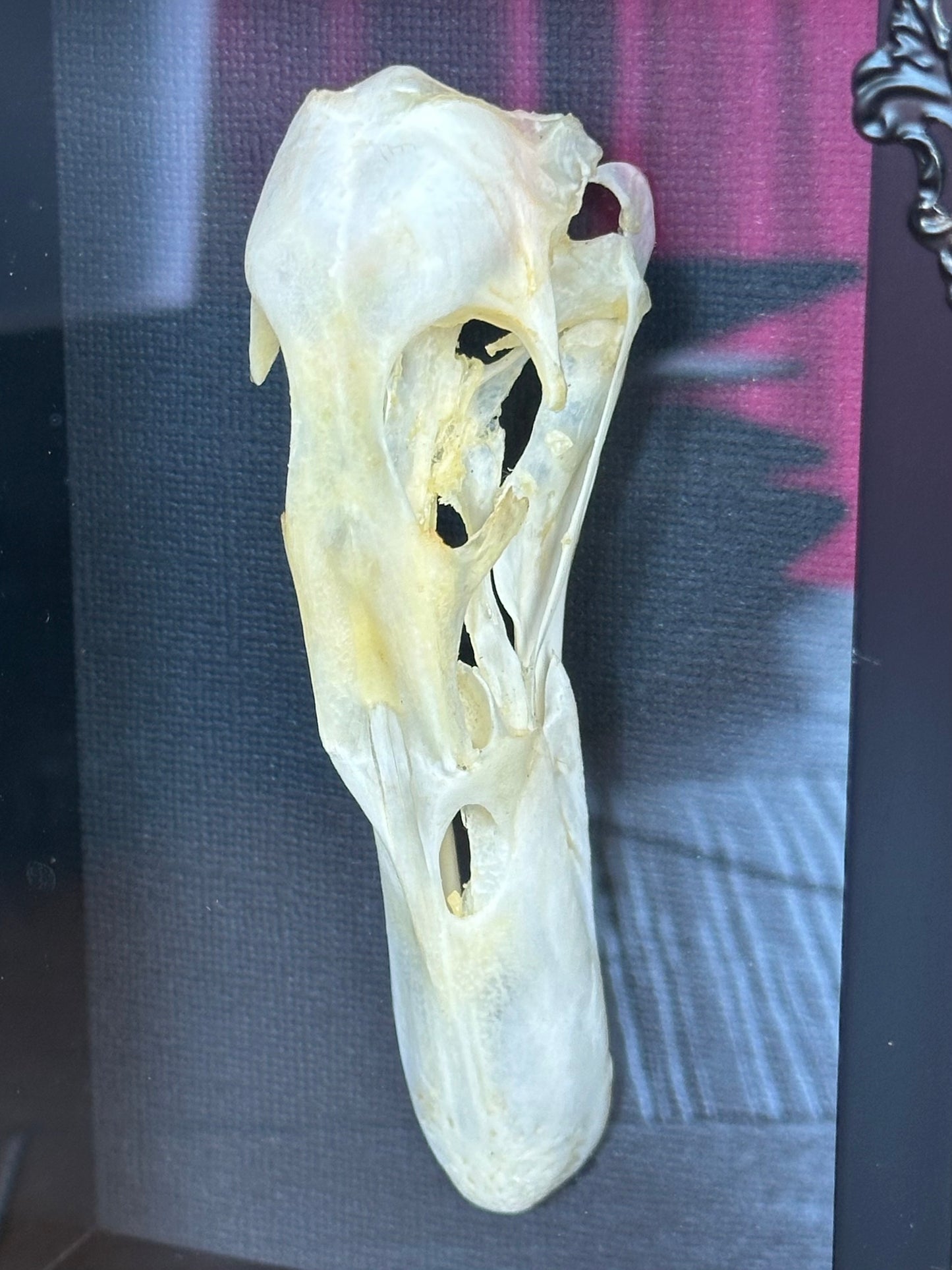SPECIMEN FRAME - Duck Skull