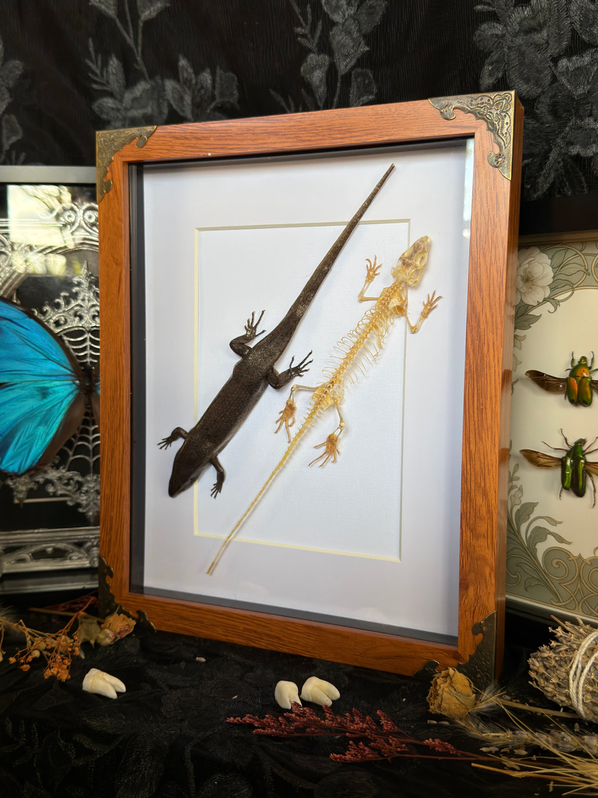 SKINK DUO Indian Brown Skink & Skeleton - A4 Double Specimen Frame