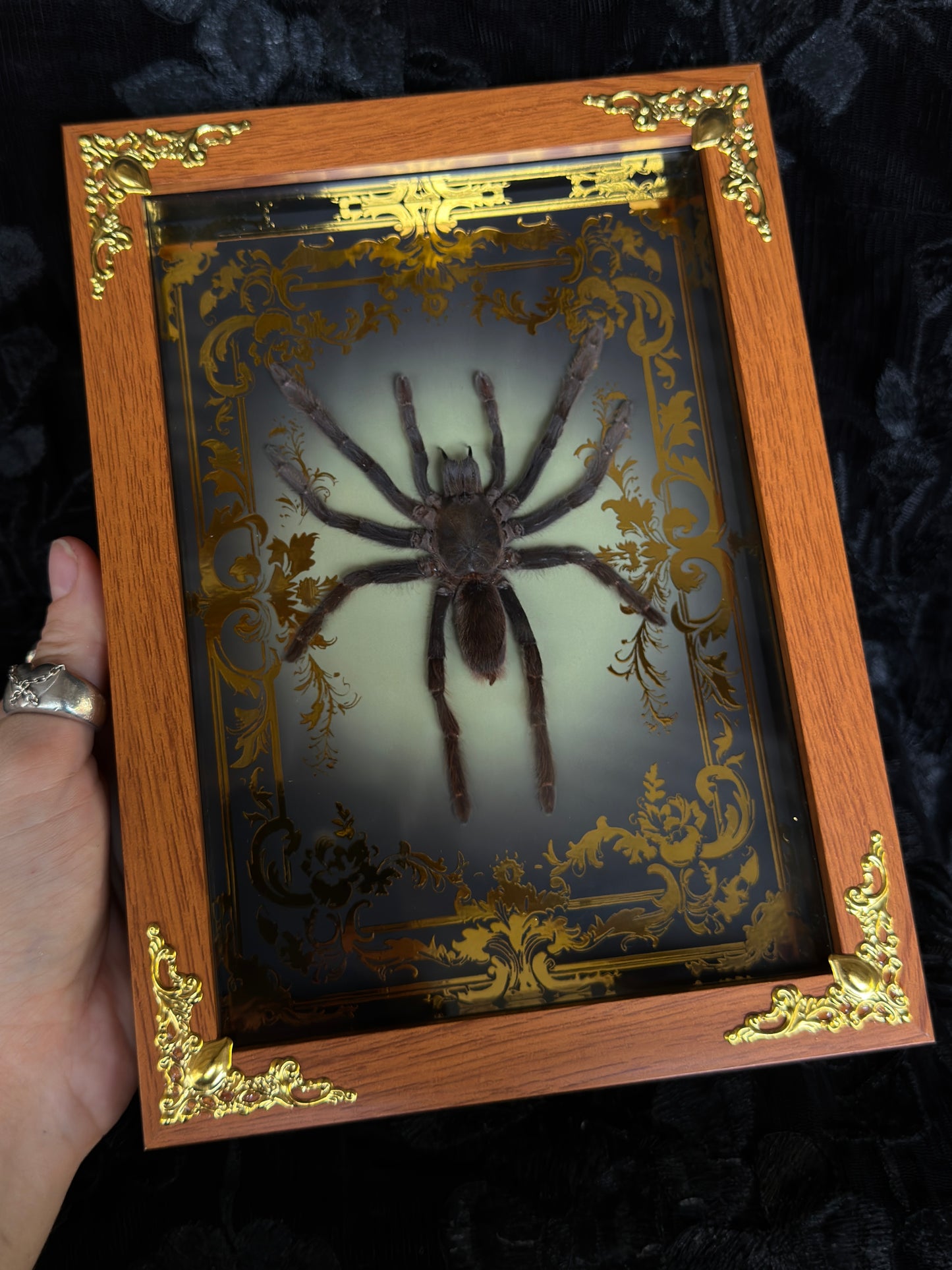 TARANTULA SHADOW BOX
