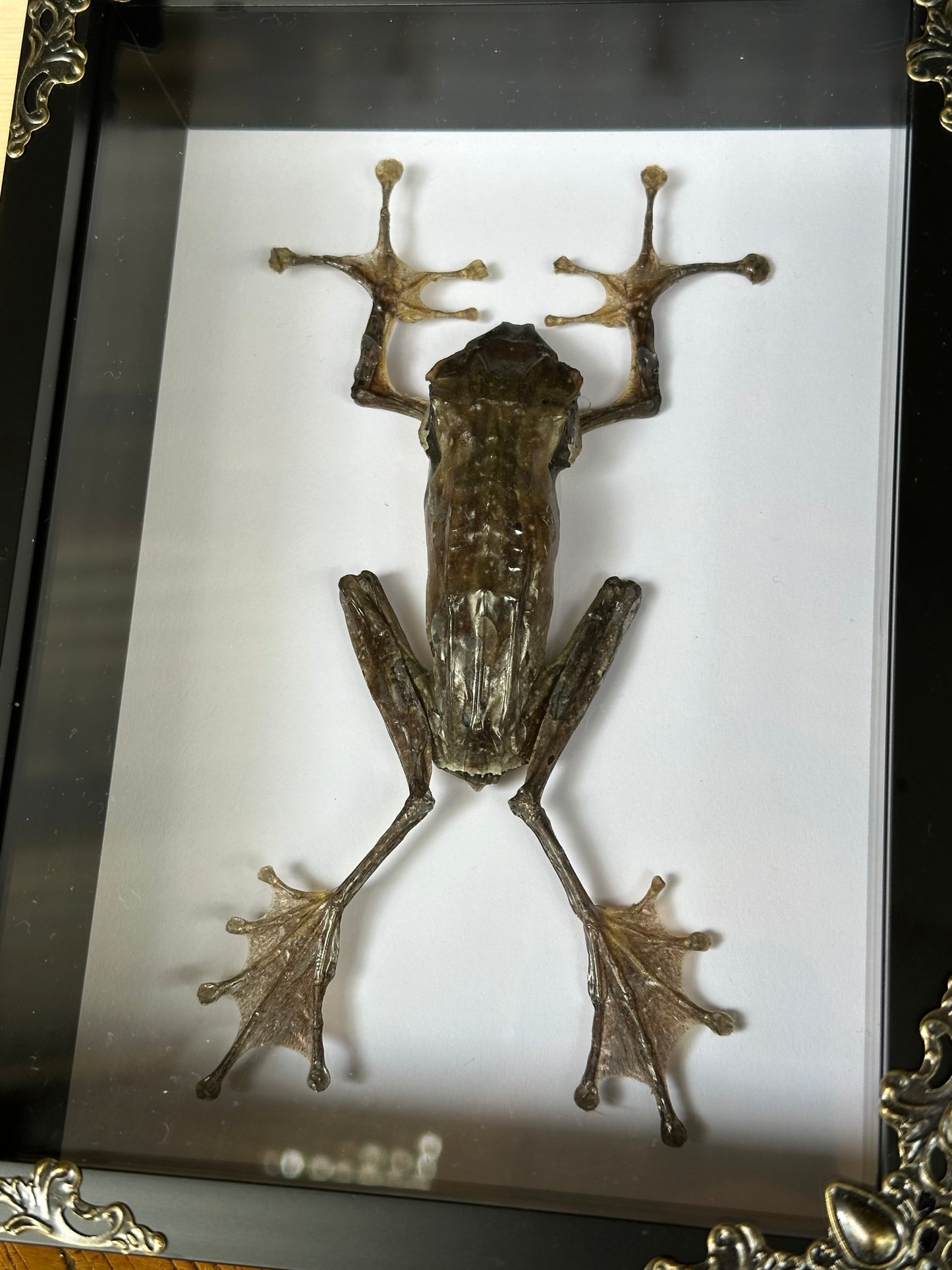 SPECIMEN FRAME - Frog Polypedates Otilophus (M)