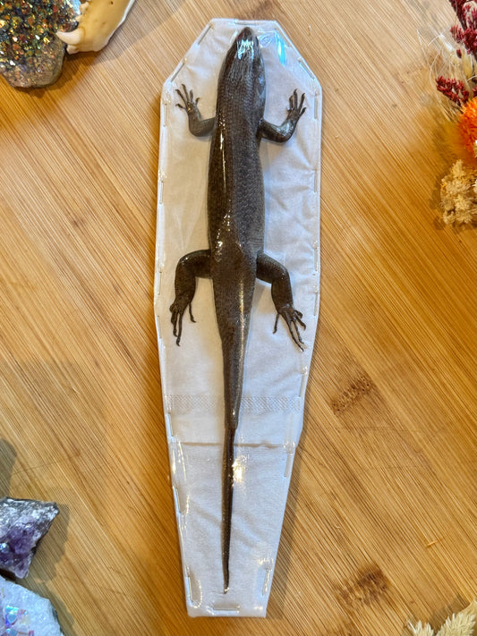 Indian Brown Skink- Eutropis multifasciata specimen