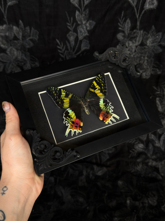 MADAGASCAN SUNSET MOTH- Mother of Hades Moth Frame
