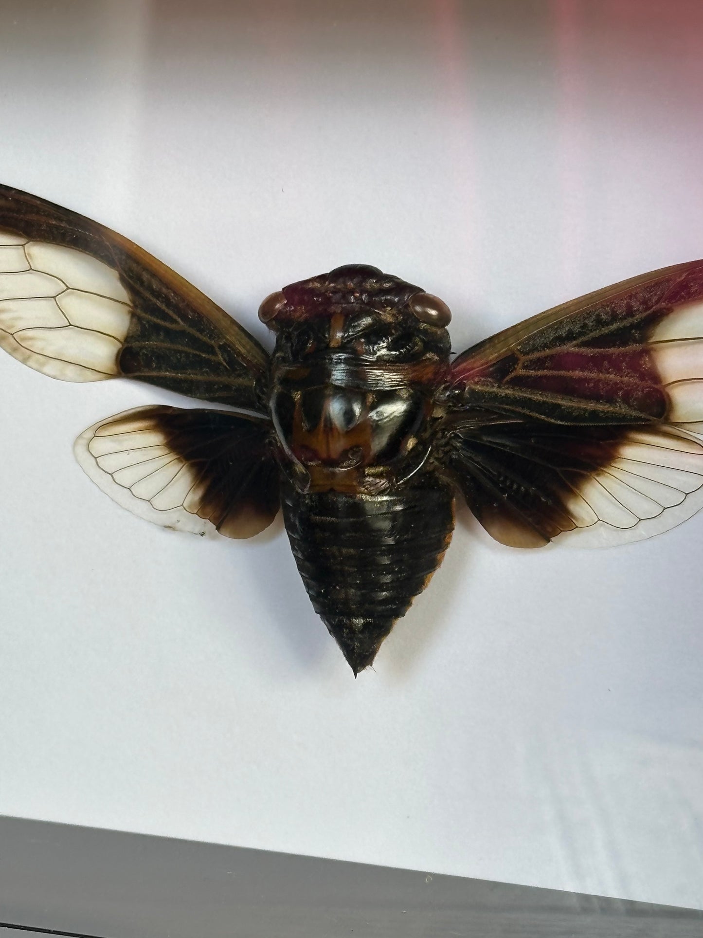 SPECIMEN FRAME - Cryptotympana Aquila Cicada