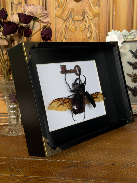 ATLAS BEETLE with key chalcosoma atlas Framed Specimen