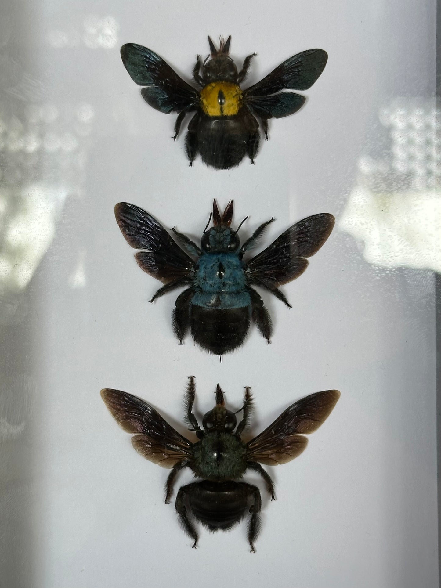 SPECIMEN FRAME - Carpenter Bee Trio