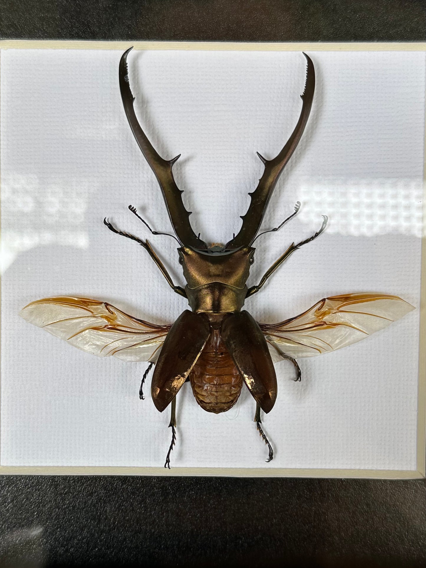 SPECIMEN FRAME - Cyclommatus metallifer