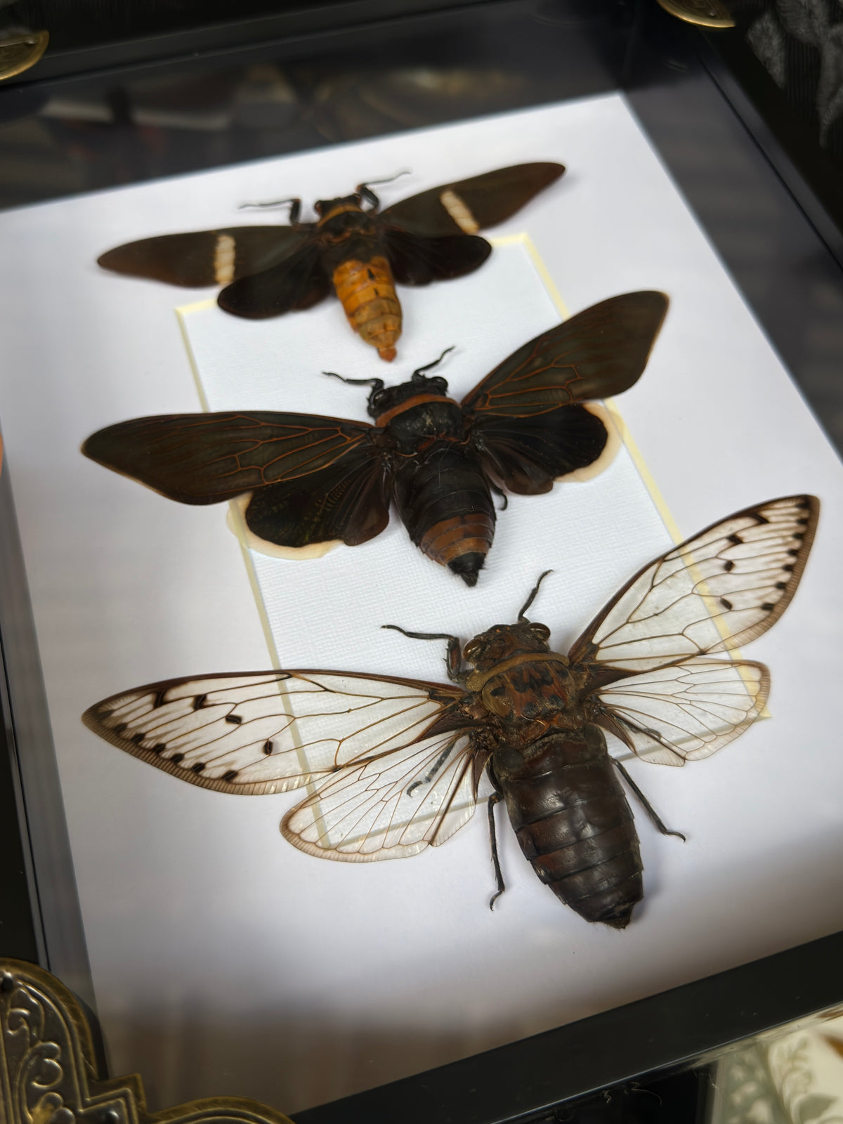 CICADA TRIO - A4 Deep Set Specimen Frame