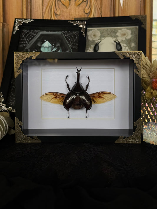 Rhinoceros Beetle Xylotrupes gideon - SPECIMEN FRAME
