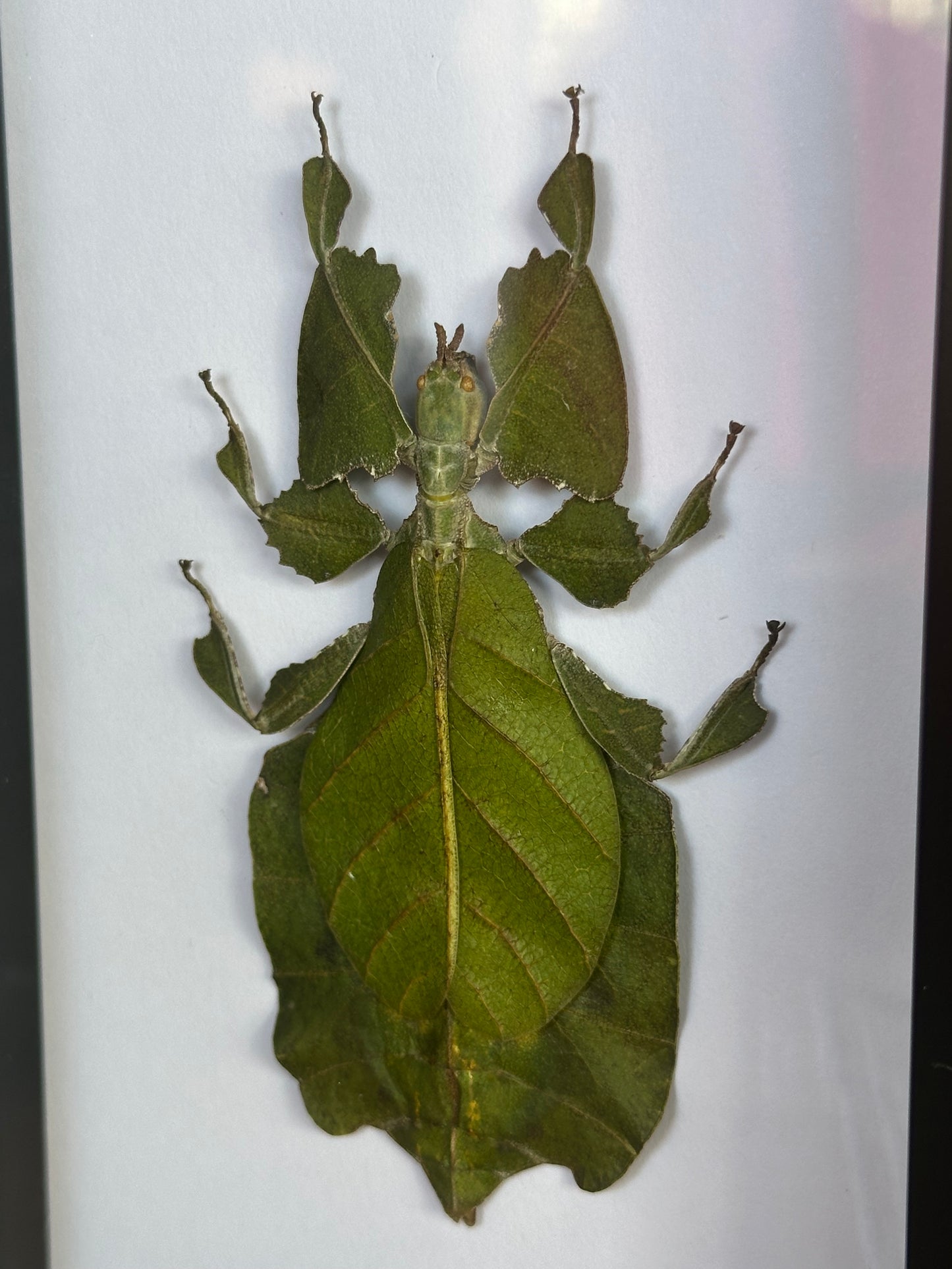SPECIMEN FRAME - Indonesian Leaf Insect