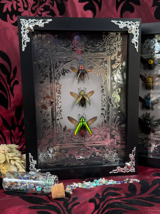 Jewel Beetle Trio Framed Specimens (SILVER) - names in description
