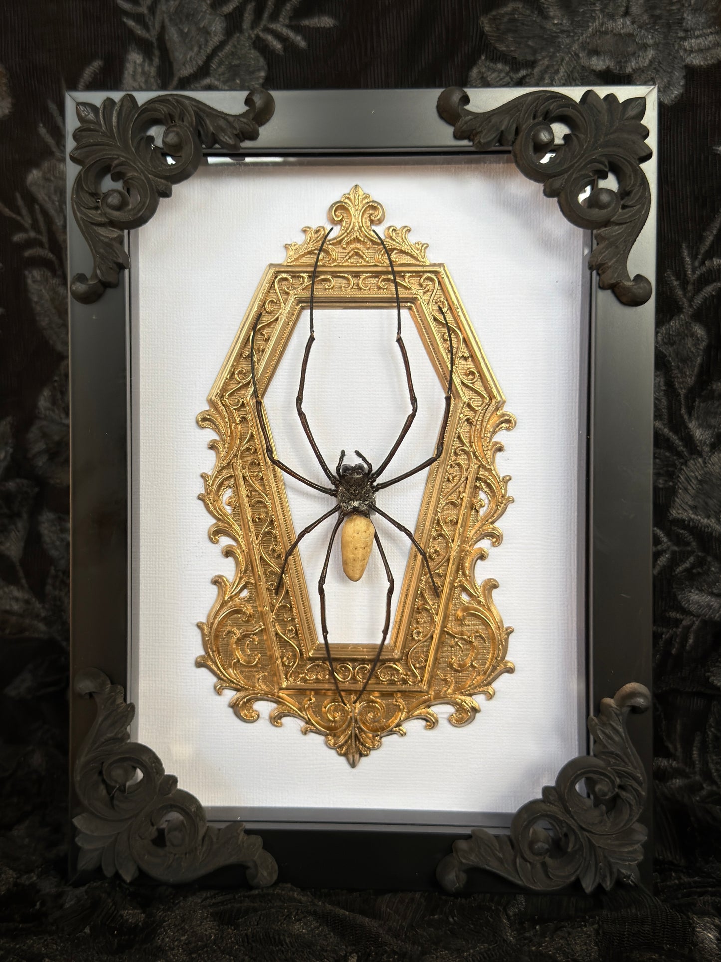Gold Orb Weaver Spider Nephila vitiana Frames Specimen