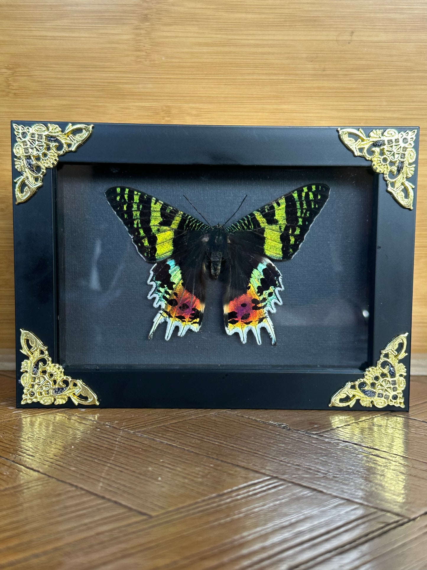 SPECIMEN FRAME - Madagascan Sunset Moth