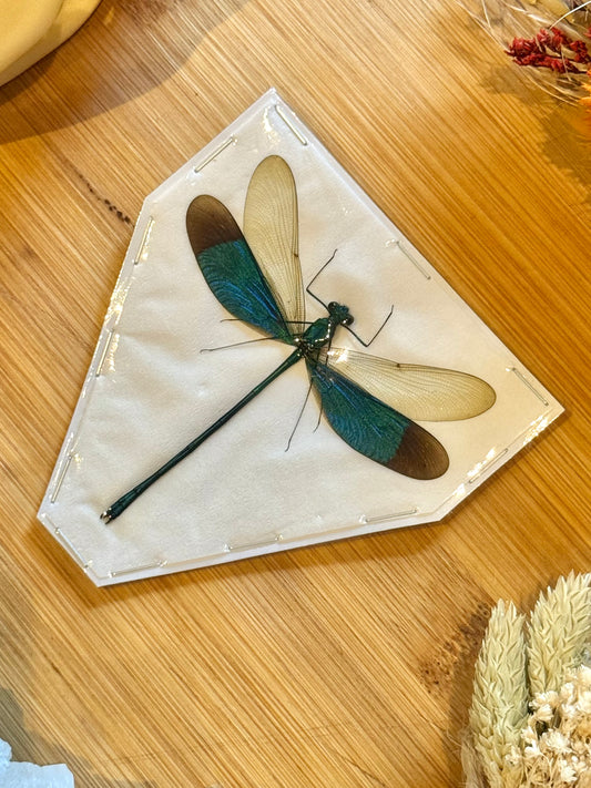 Green Metalwing Damselfly- neurobasis chinensis florida