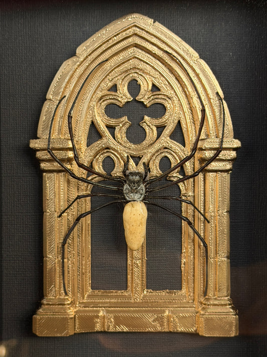 Gold Arch Orb Weaver Spider - Mother of Hades Framed Specimen