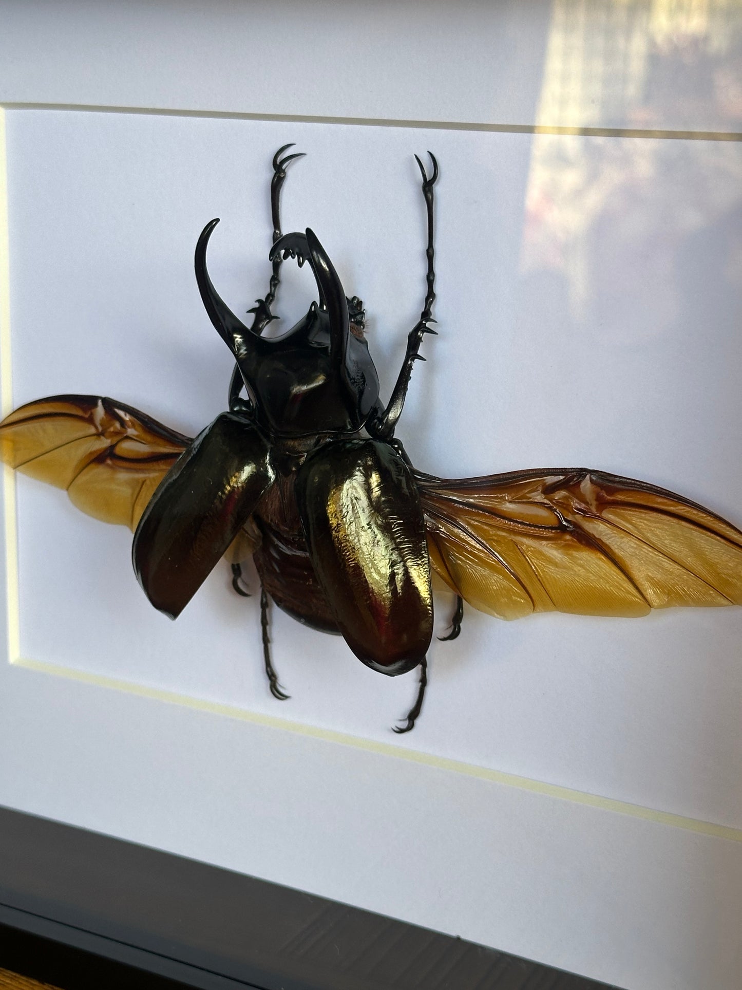 SPECIMEN FRAME - Chalcosoma Chiron Chiron beetle