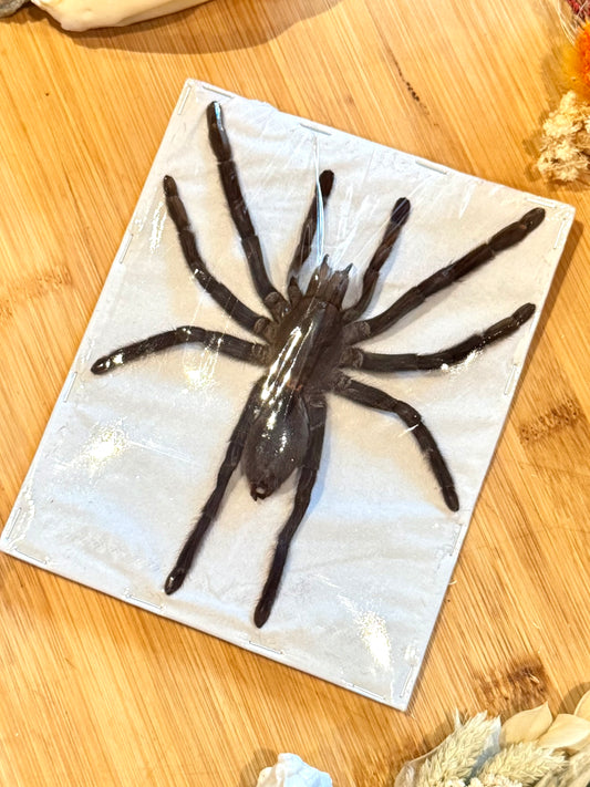 Javan Yellow-kneed Tarantula- Selenocosmia dolichoplectra specimen