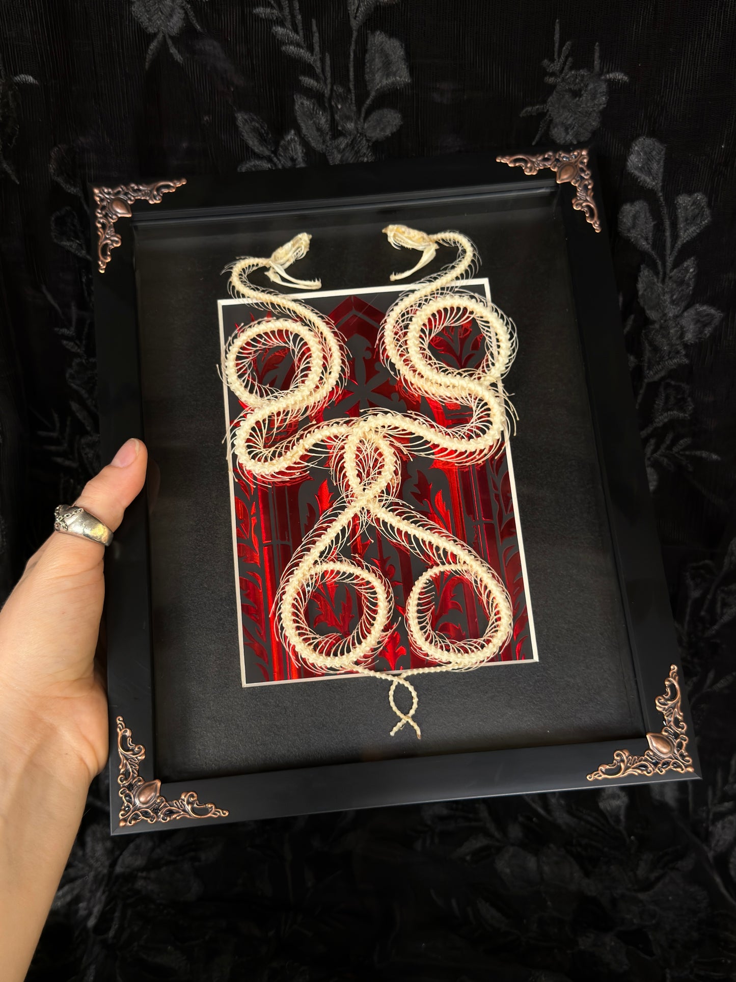 DOUBLE PIT VIPER SNAKE SKELETON SHADOW BOX