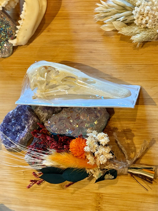 Mallard Duck Skull- Anas platyrhynchos specimen