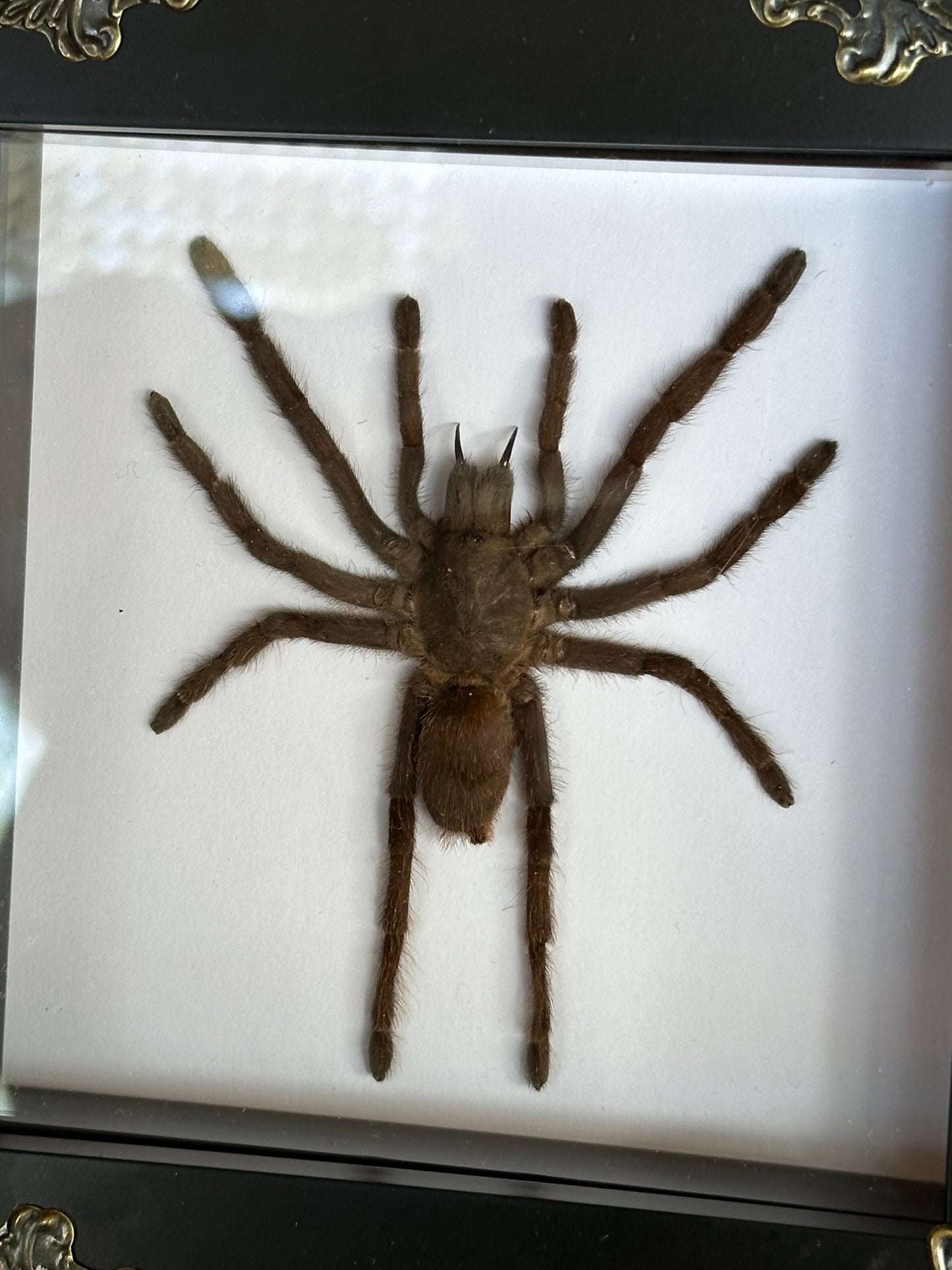 SPECIMEN FRAME - Tarantula (S)