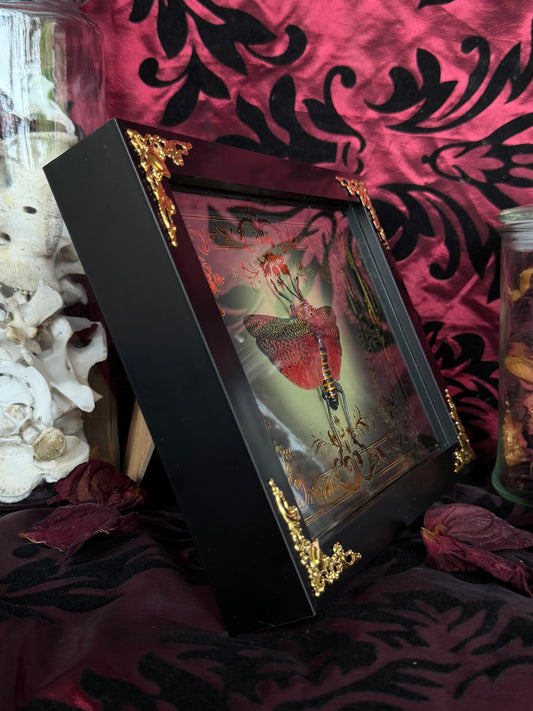 Rainbow Milkweed Locust Phymateus saxosus madagascariensis Tulear Framed Specimen (GOLD)