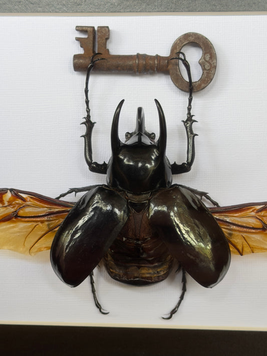 ATLAS BEETLE with key chalcosoma atlas Framed Specimen
