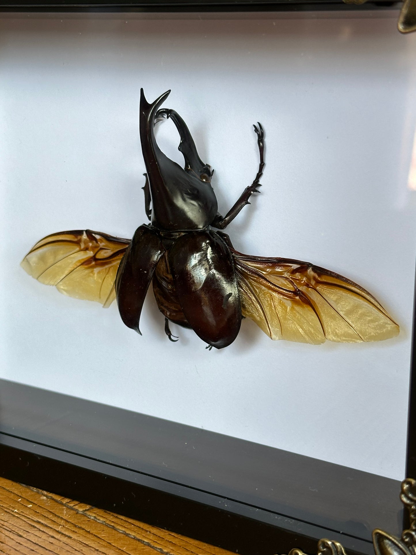SPECIMEN FRAME - Rhino Beetle