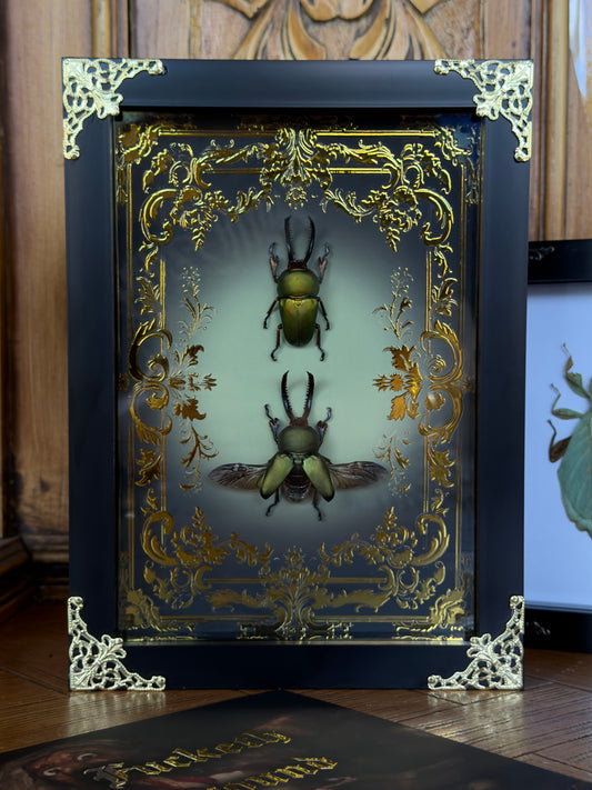 BEETLE DUO Golden Stag Beetle Lamprima aurata Framed Specimens