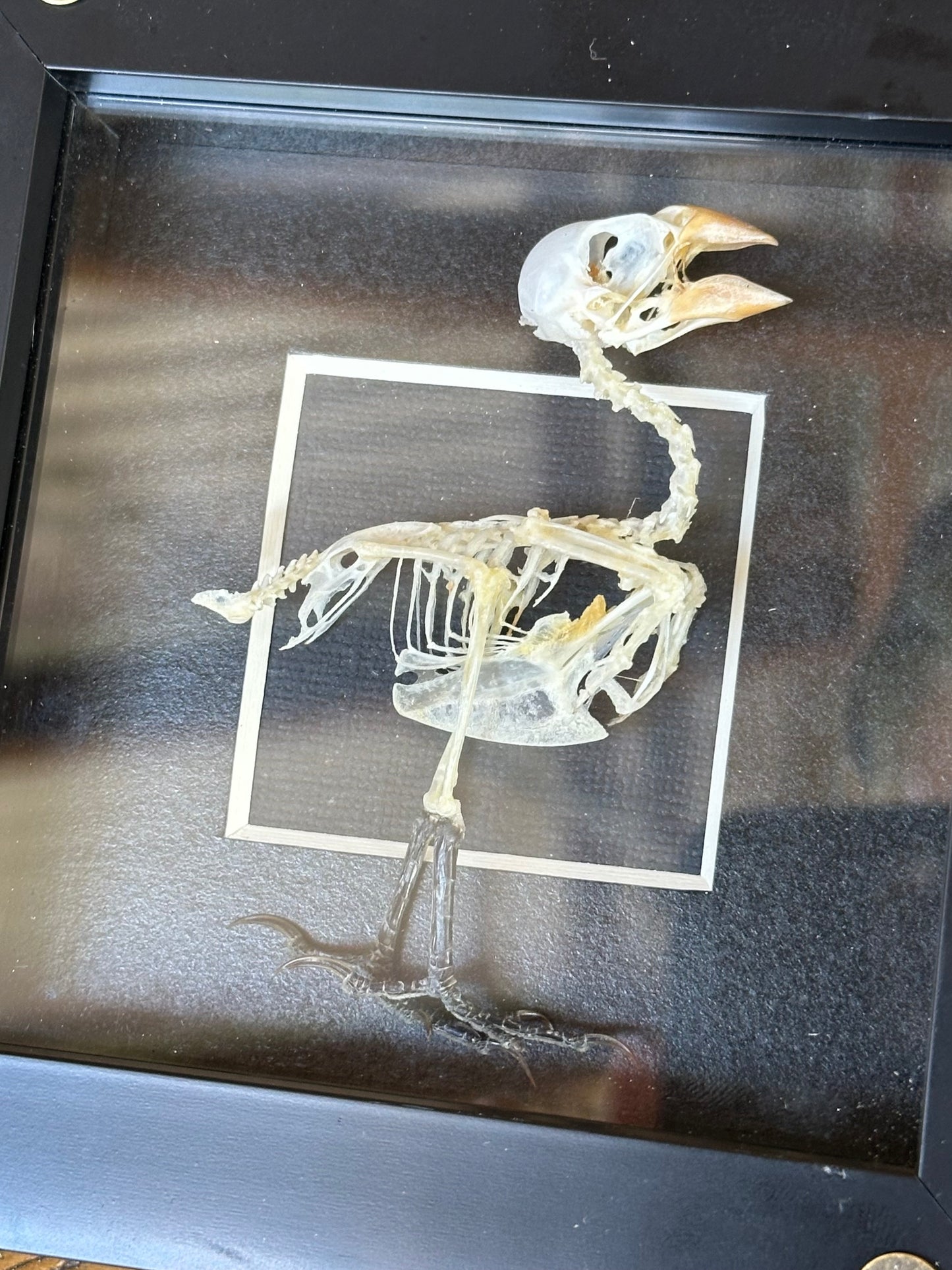 SPECIMEN FRAME - Finch Skeleton