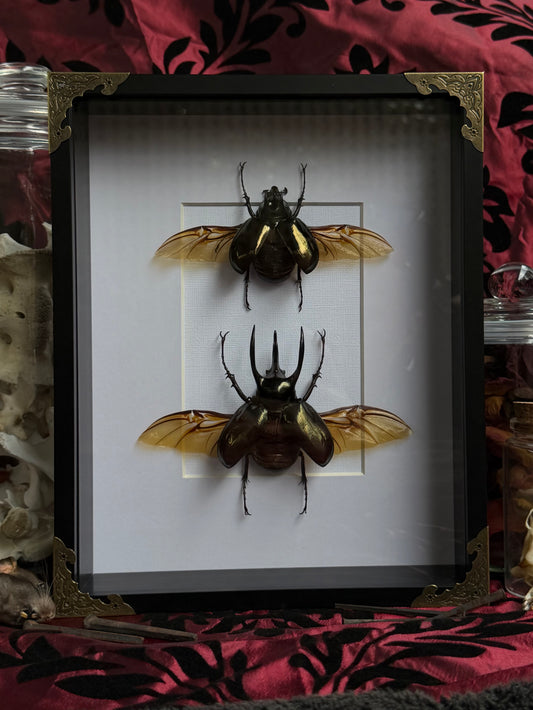BEETLE DUO - Atlas Beetles A4 Framed Specimen