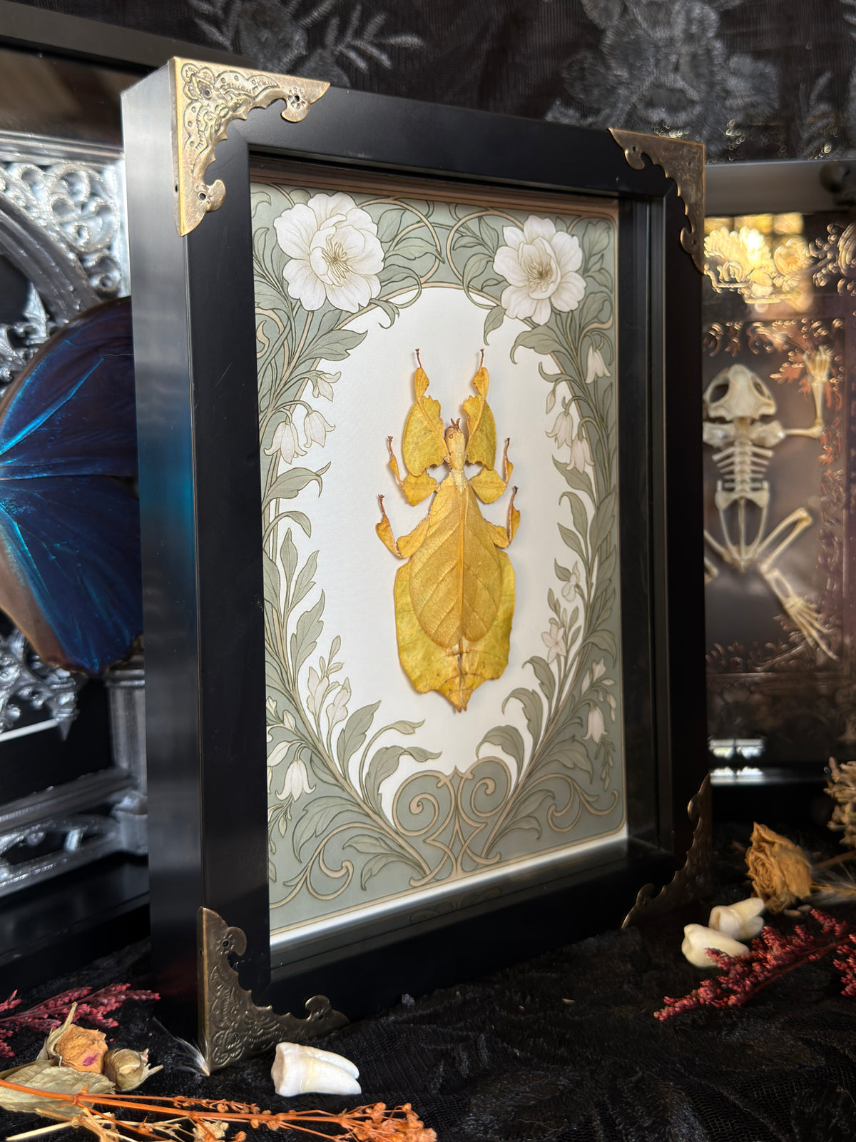 YELLOW LEAF BUG - A5 Leaf Bug Specimen Frame