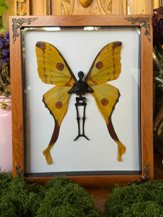 COMET MOTH FAIRY (F) - Mother of Hades Dead Fairy Collection