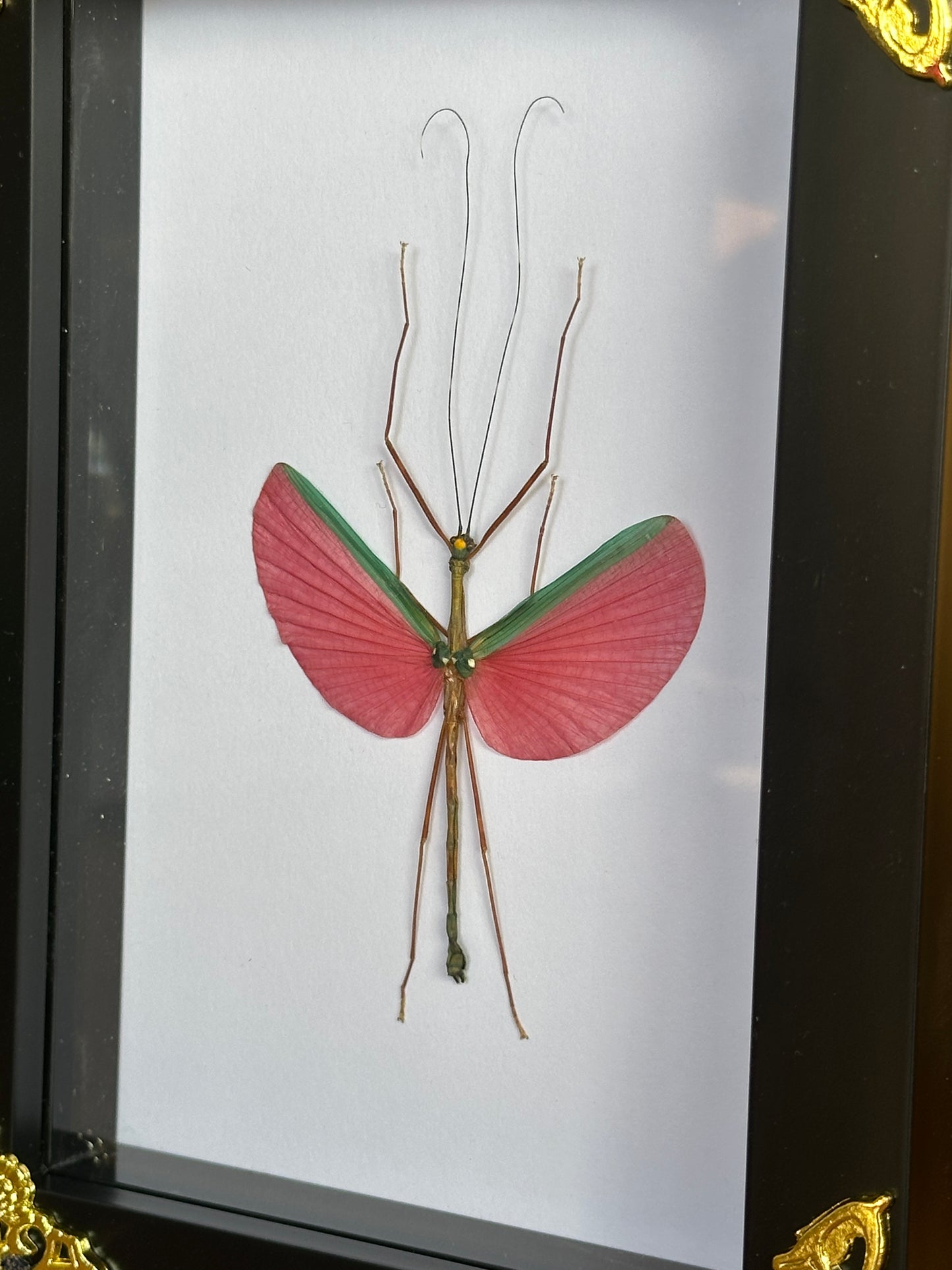 SPECIMEN FRAME - Rose Stick Insect