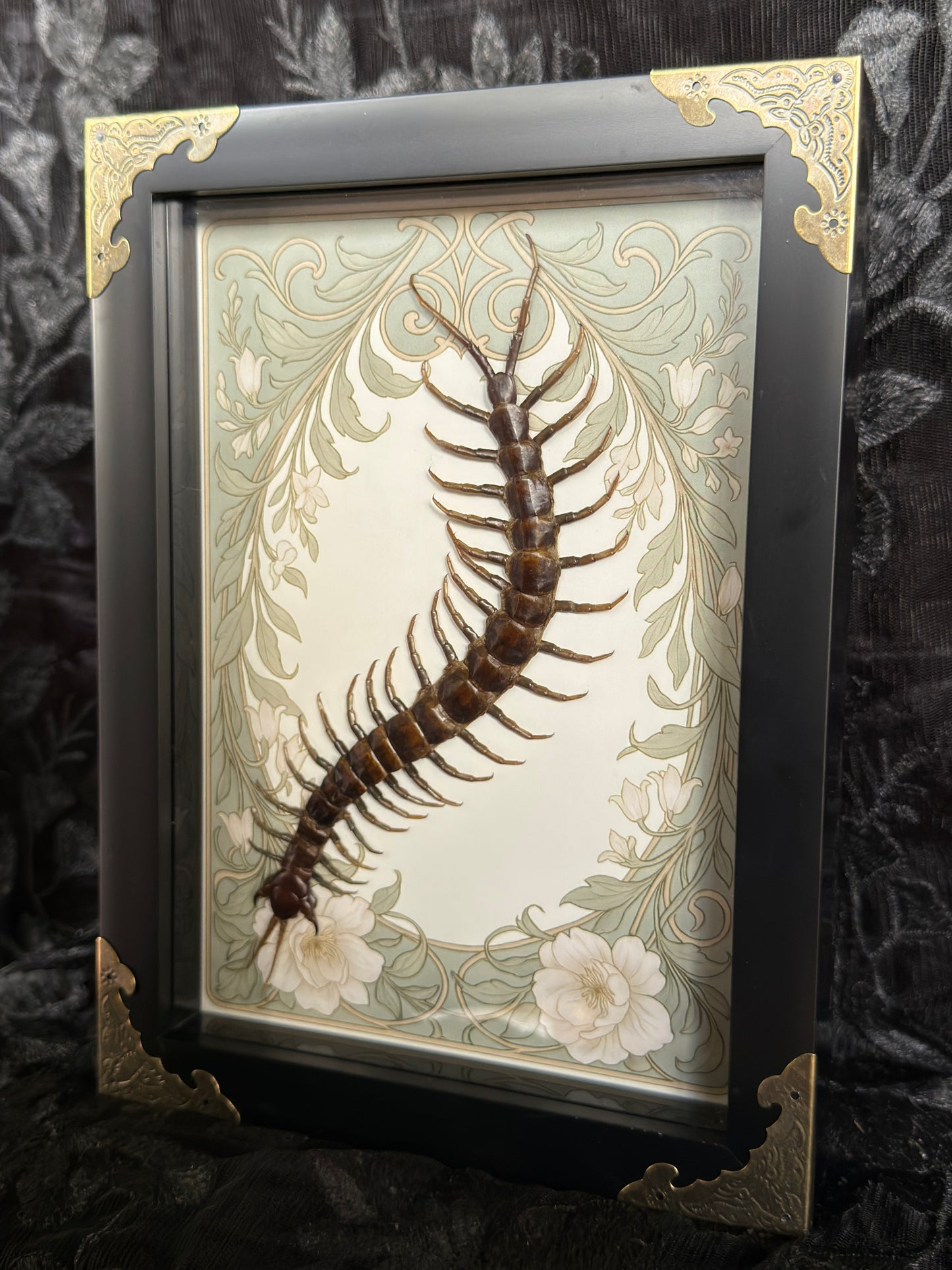 CENTIPEDE SHADOW BOX