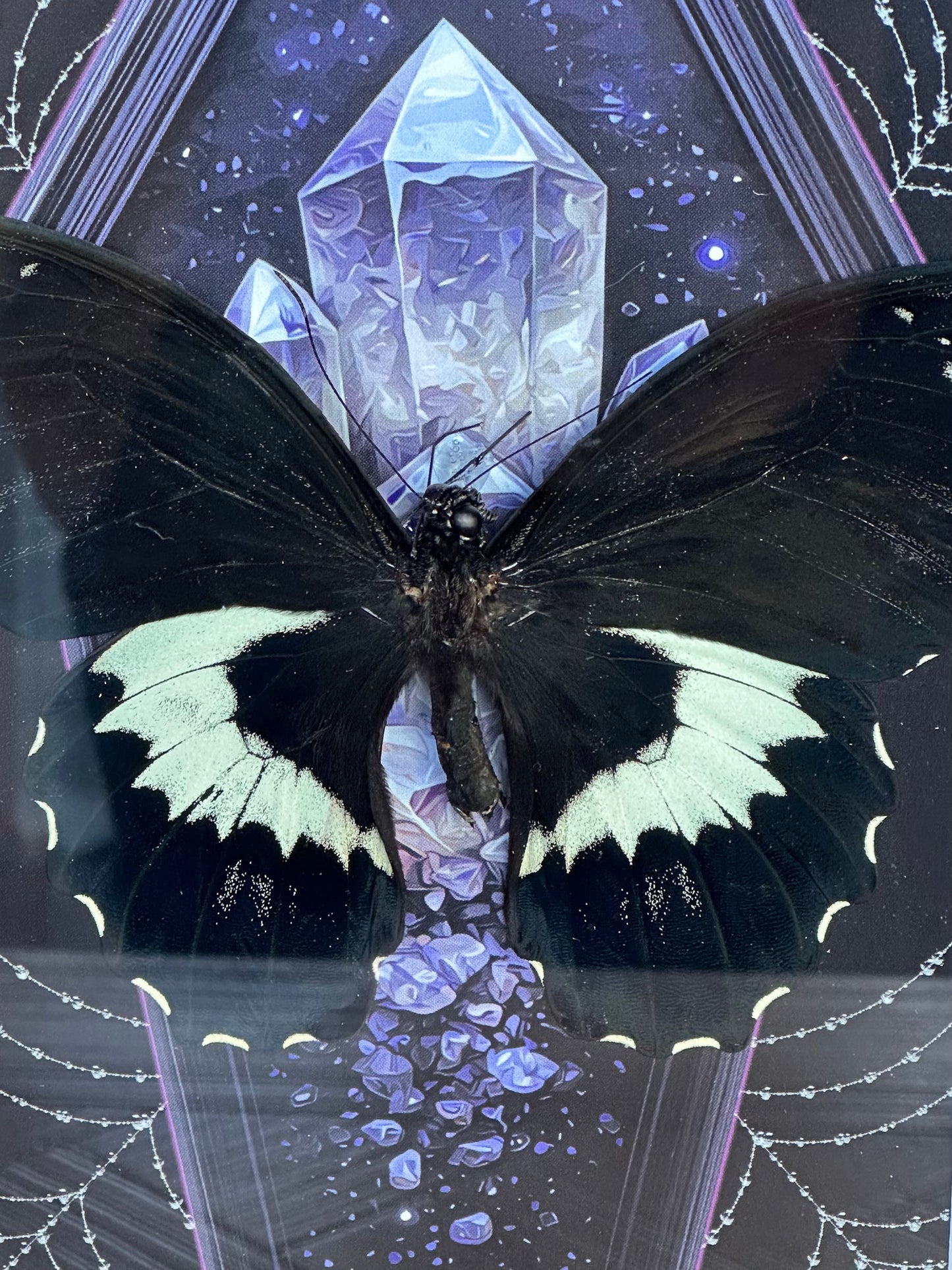 SPECIMEN FRAME - Butterfly (L)