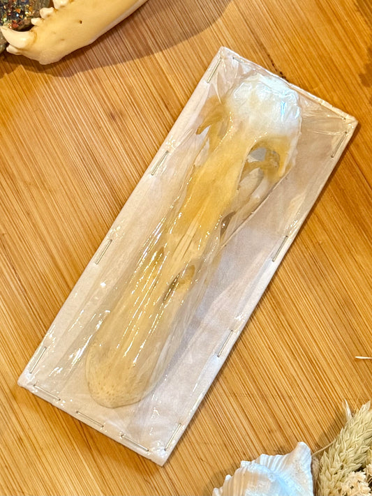 Mallard Duck Skull- Anas platyrhynchos specimen