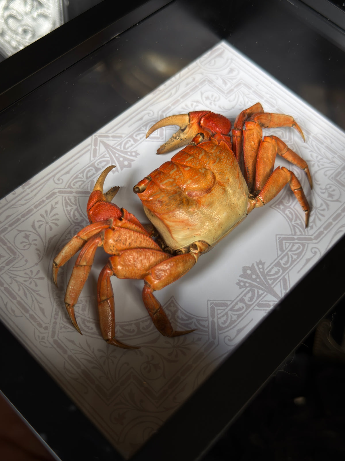 MANGROVE CRAB - Deep Set Specimen Frame