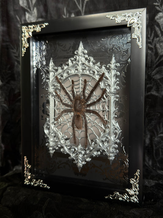 TARANTULA GOTHIC SHADOW BOX