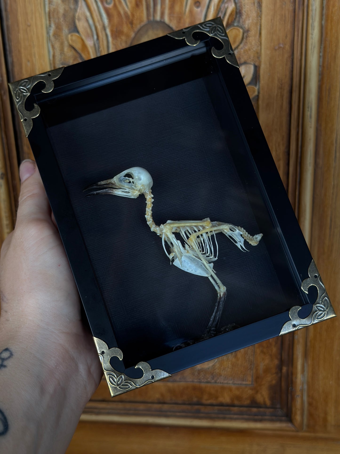 Sooty Headed Bulbul Pycnonotus Aurigaster Skeleton Framed Specimen