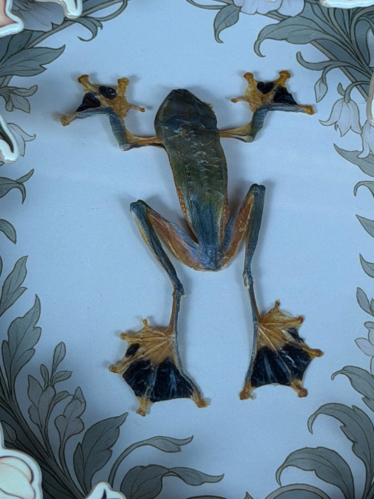 REINDWARDT’S FLYING FROG- Rhacophorus reinwardtii Framed Specimen