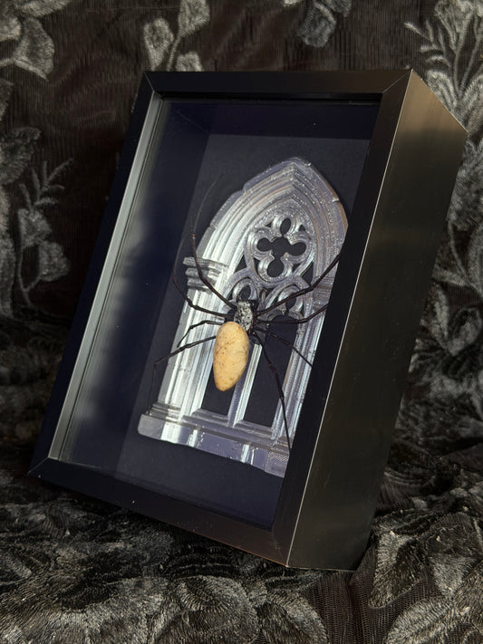 Silver Arch Orb Weaver Spider - Frames Specimen