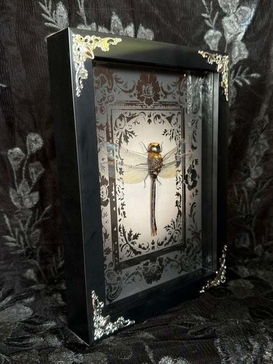 DRAGONFLY SHADOW BOX