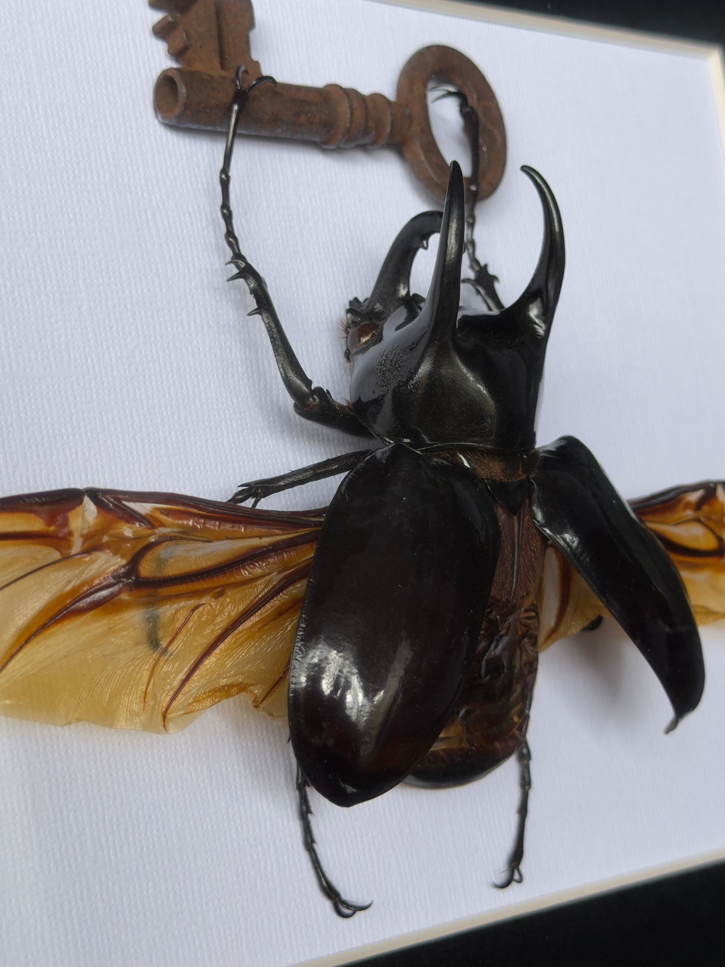 ATLAS BEETLE with key chalcosoma atlas Framed Specimen