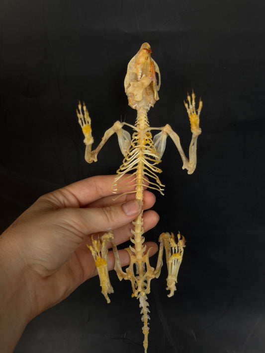 Scandentia/Tree Shrew skeleton - A MINOR QUALITY