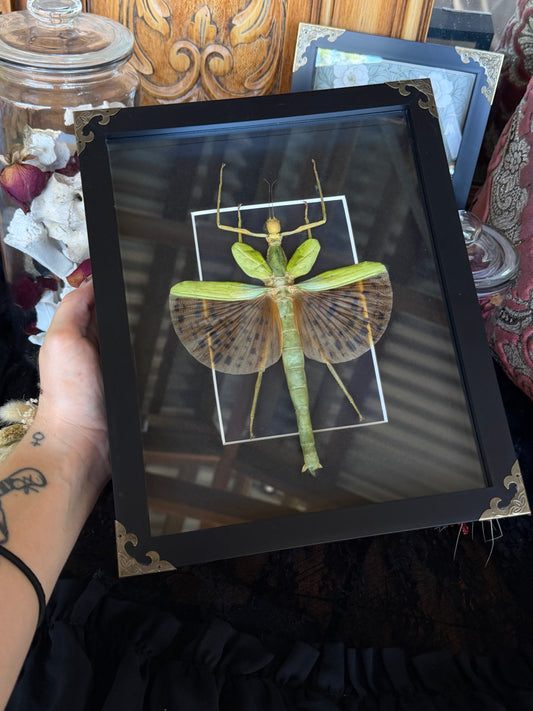 Leopard Stick Insect Paracyphocrania major, Framed Specimen