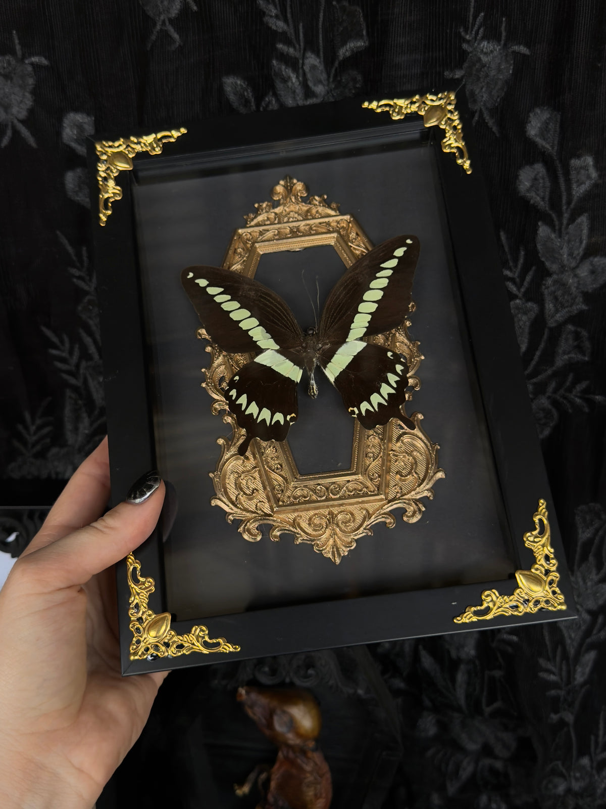 GILDED - Mother of Hades Butterfly Frame