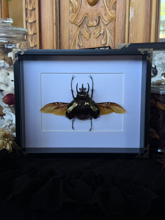 Atlas Beetle chalcosoma atlas Framed Specimen
