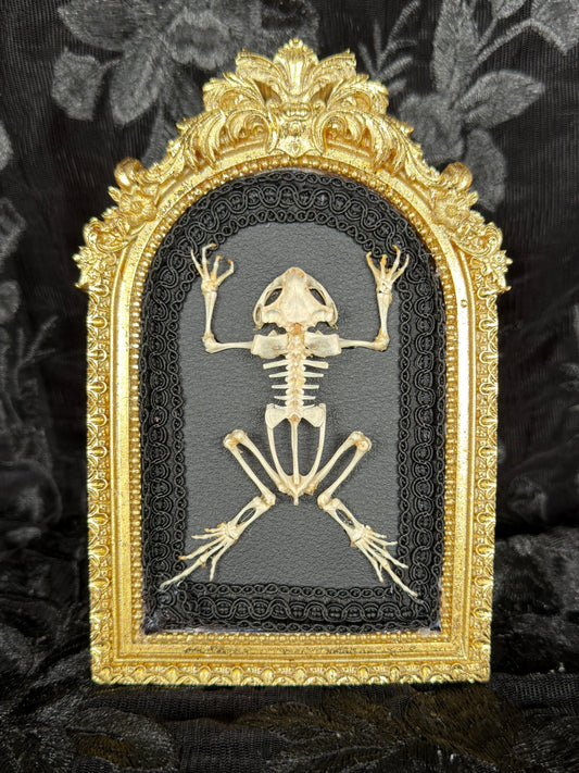 OPEN DISPLAY TOAD SKELETON
