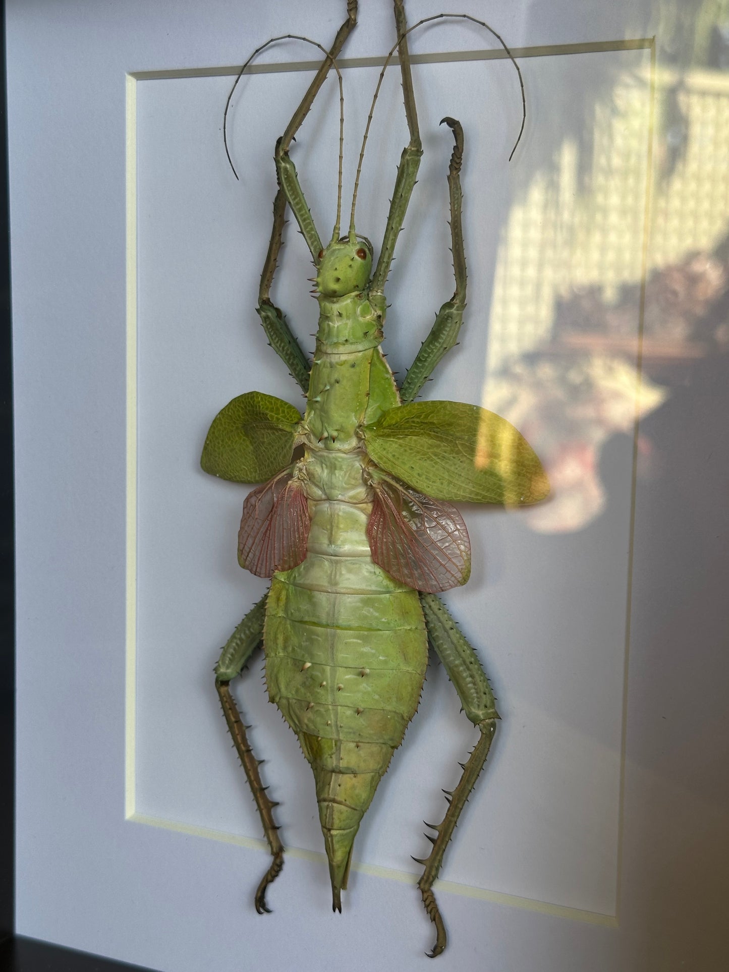 SPECIMEN FRAME - Jungle Nymph