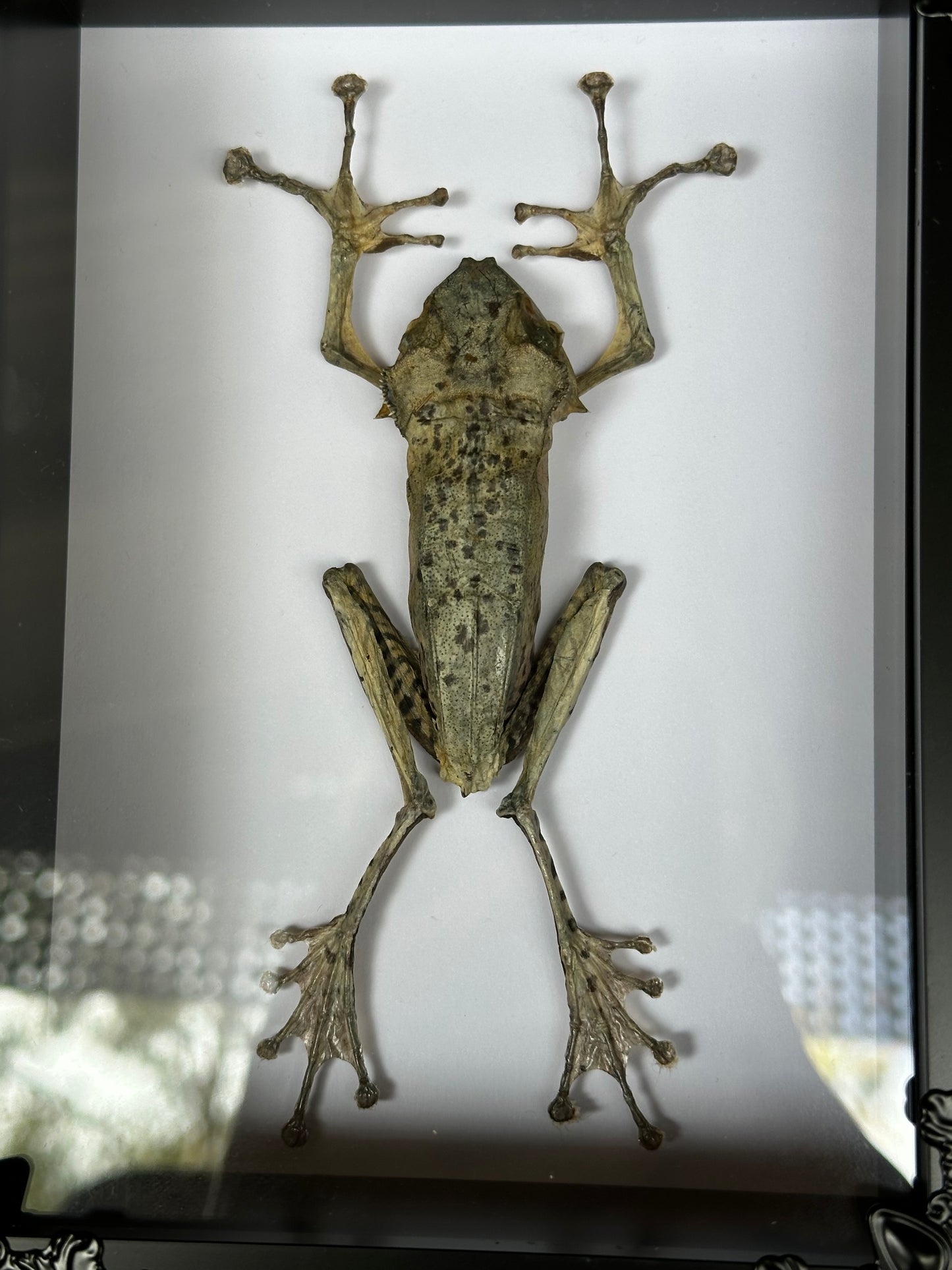 SPECIMEN FRAME - Frog Polypedates Otilophus (M)