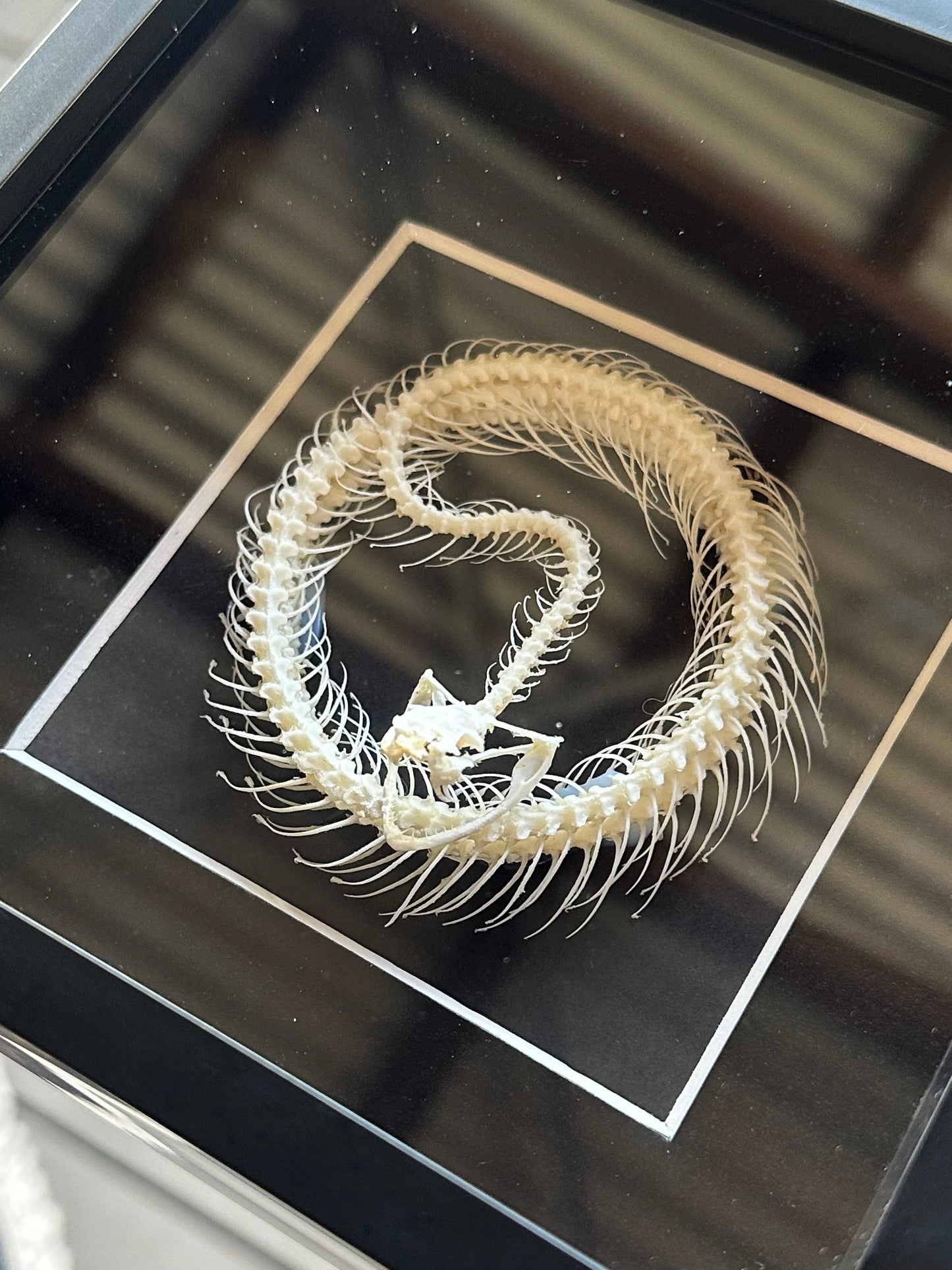 SPECIMEN FRAME - Trimeresurus Albolabris Snake Skeleton